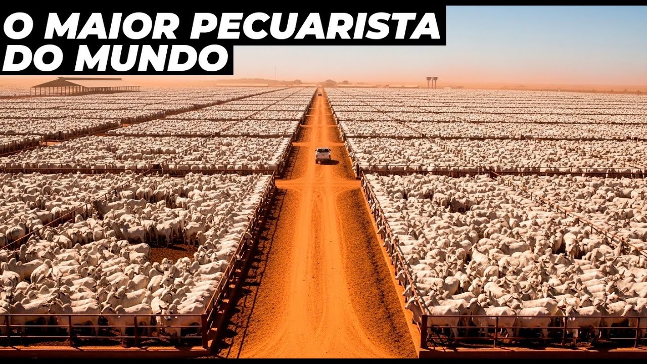 Conheça o maior confinamento de gado do mundo - 500 mil cabeças de gado!