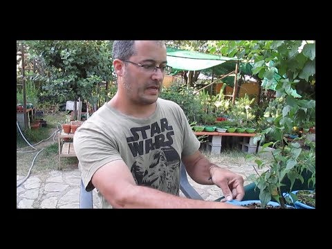PRUNUS MUME 2ª parte, FASES Y TRABAJOS BÁSICOS