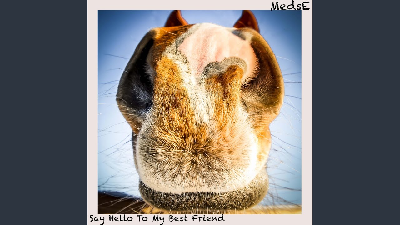 Say Hello To My Best Friend - YouTube