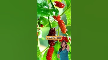 Máu nên não ào ào khi uống 5 loại trà này | Dr Thùy Dung