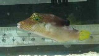 Lantern Toby, Canthigaster Epilampra