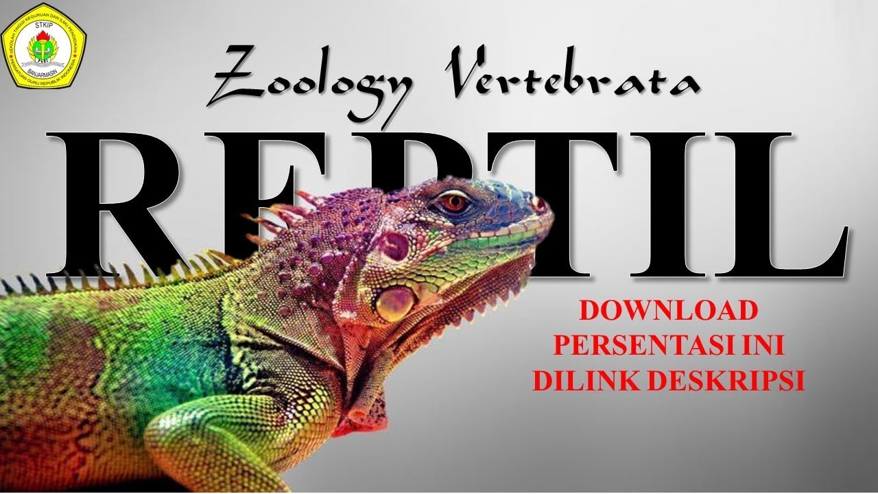 Zoologi Vertebrata  Filum  Reptilia YouTube