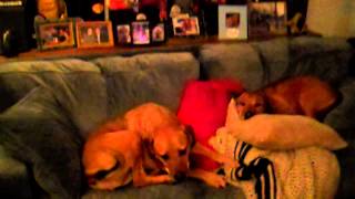 Rhodesian Ridgeback Mixes snuggled on the couch March 2015