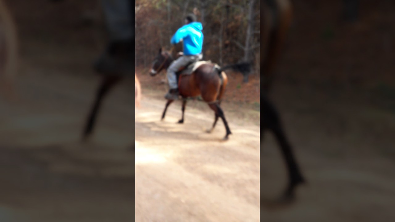 Young pacer horse training first day YouTube