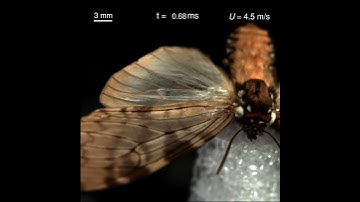 How a raindrop gets shattered on biological surfaces 3