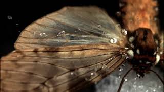 How a raindrop gets shattered on biological surfaces 3