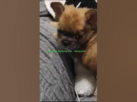 Французский бульдог, мальчик, палево- голубой, флаффи - YouTube