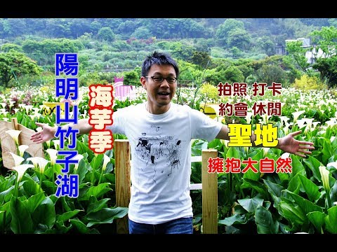 [台北花季旅遊景點] 帶你走陽明山竹子湖海芋季，一大片的白色海芋農場等你來採(上)-下湖段