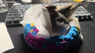 Java finches nibble (Day 42)