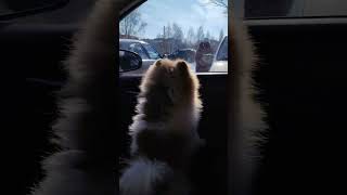 Умная сигнализация для машины #Дикий Микки