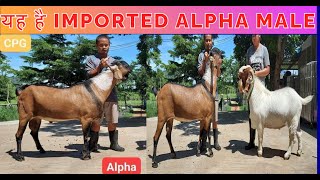 Imported Alpha Male | goat farming