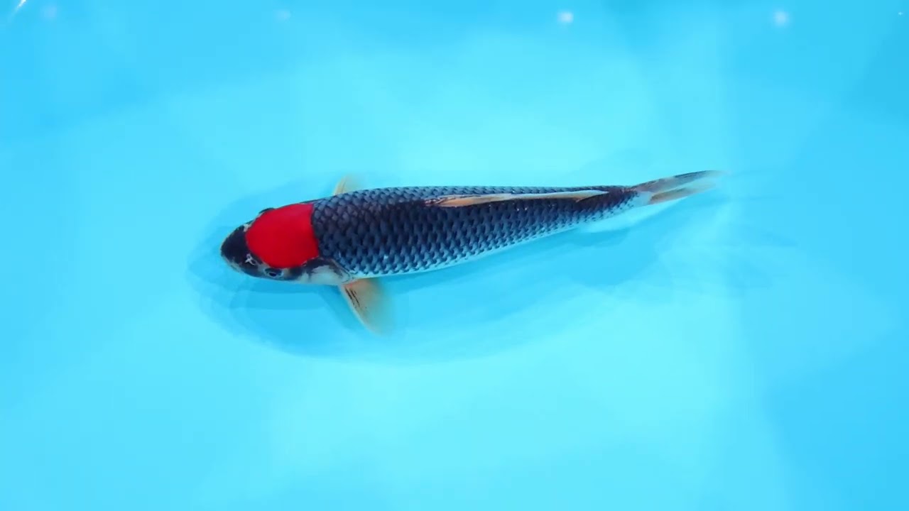 若鯉直前販売会2026】AJYKS2026-020の出品鯉のご紹介！！ - YouTube