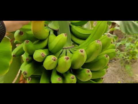 Video: Bananlarni maqtashda