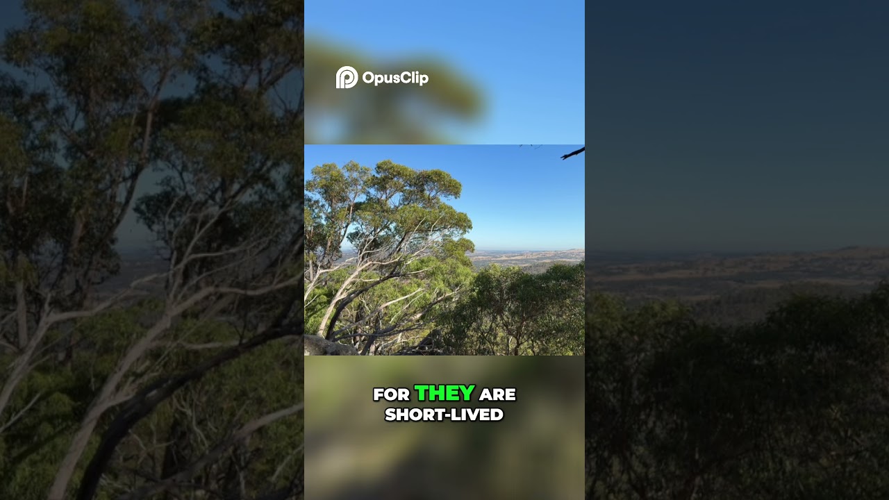 The Timeless Wisdom of Mountains  Connecting with Nature