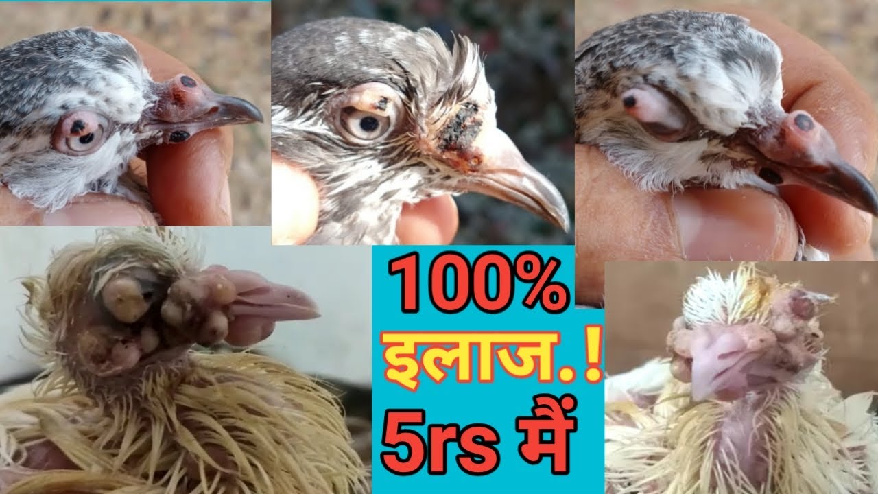 100% illaj 5rs Me. Fodi, Funsi, Chicken & Pigeon Pox, Matta Devi Kabootaro Ko Aaye To kya Kare.?