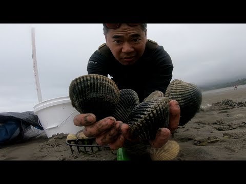 Digging for big clams - how to find clams