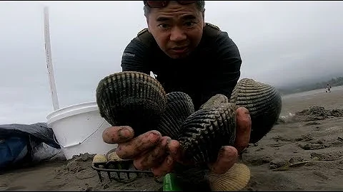 Tauche in die Tiefen des Meeres ein und finde große Muscheln!