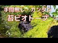 苔ビオトープ、ウィローモスで手間なく簡単に作れました