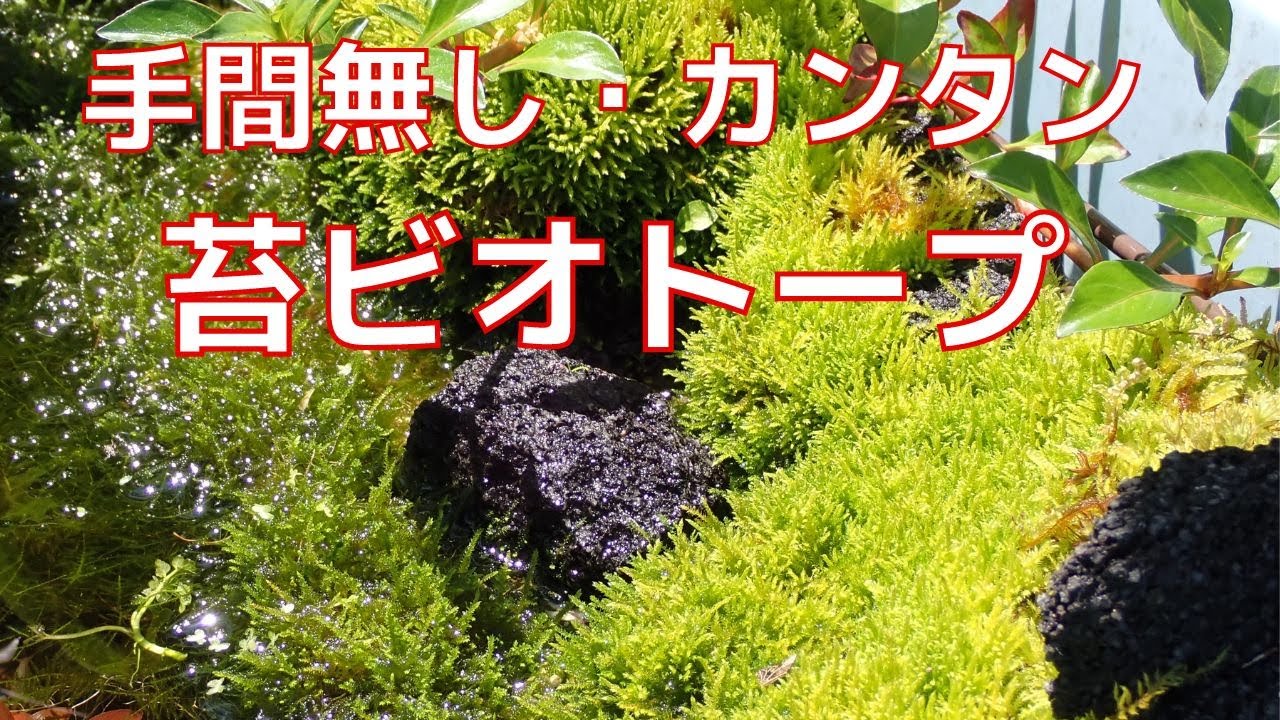 苔ビオトープ ウィローモスで手間なく簡単に作れました Youtube 苔ビオトープ ウィローモスで手間なく簡単に作れました Youtube