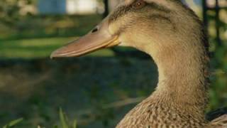 1080p Hacked GH1 AVCHD bitrate torture test - 60mb 1080p 24p  p