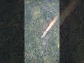 Sea Harrier AGM Missile Launch Aerial View