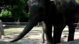 Elephant eating!