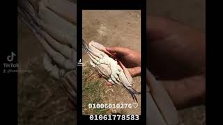 مشروع اون لاين علي النت والارزاق علي الله للتواصل 01006010276●  01061778583