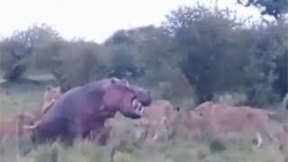 River pride lions take down a hippo