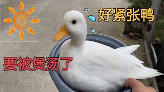 During the National Day, the owner treated Keer Duck like this, the duck’s performance is too clever