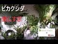 植物（ビカクシダ）と暮らす私の日常。Platycerium Life