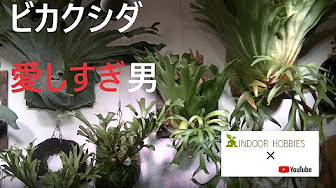 Nan Nan Back Undefined Skip Navigation Search Search Sign In Undefined Home Home Explore Explore Subscriptions Subscriptions Library Library History History 3 Unavailable Videos Are Hidden Play All ビカクシダの育て方シリーズ 84 Videos