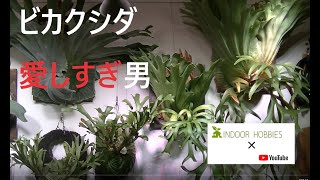 植物（ビカクシダ）と暮らす私の日常。Platycerium Life