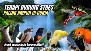 TERAPI BURUNG STRES & MACET BUNYI 100% AMPUH