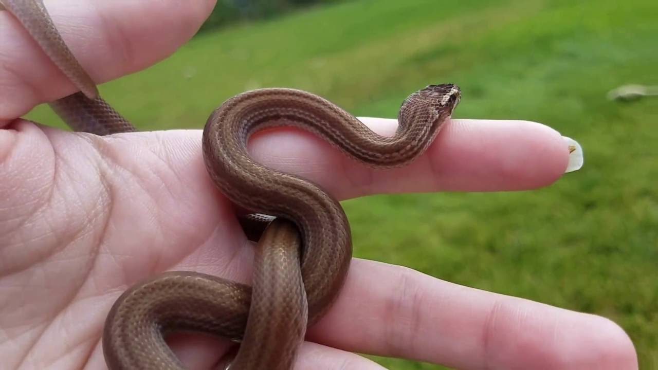 camera iphone 8 plus apk Cape African House snake.