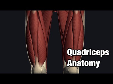 Video: Apakah vastus medialis quadriceps?