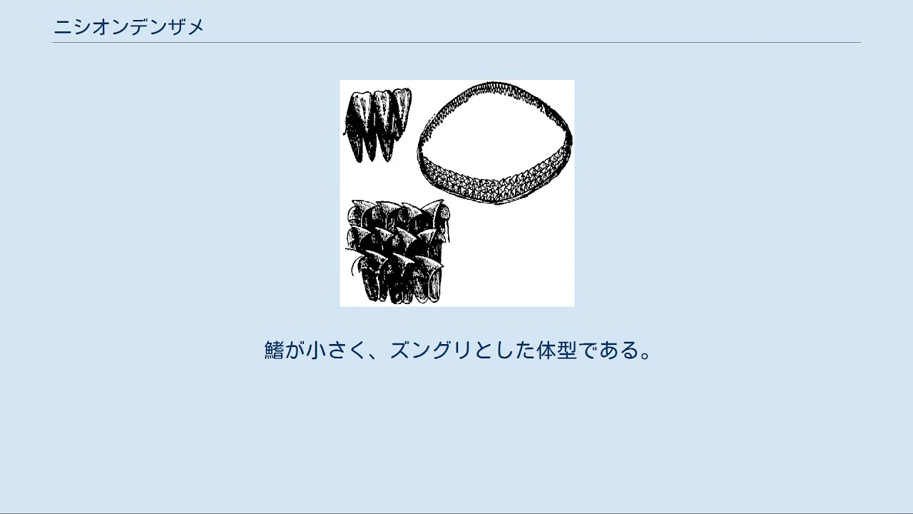 ニシオンデンザメ Youtube ニシオンデンザメ Youtube