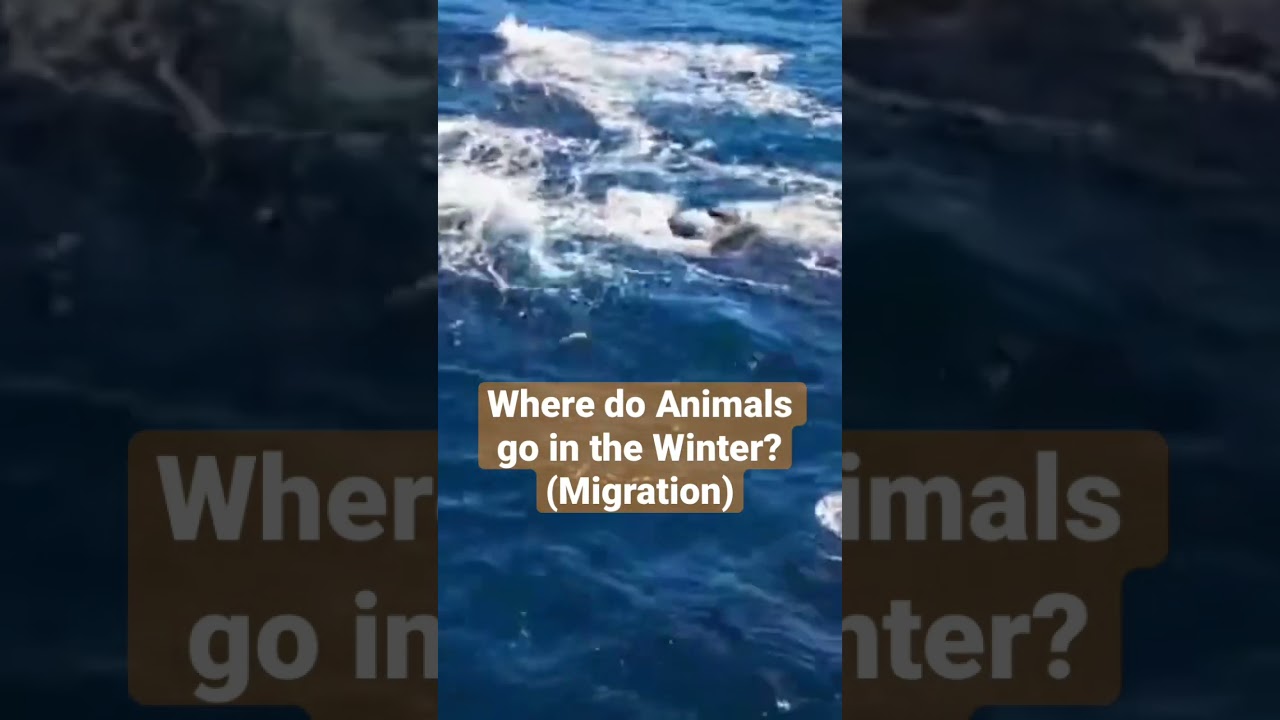 Where do Animals go in the Winter? (Migration for Kids)