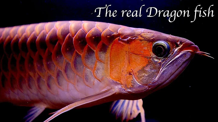 Why the asian arowana is illegal in the united states. - DayDayNews