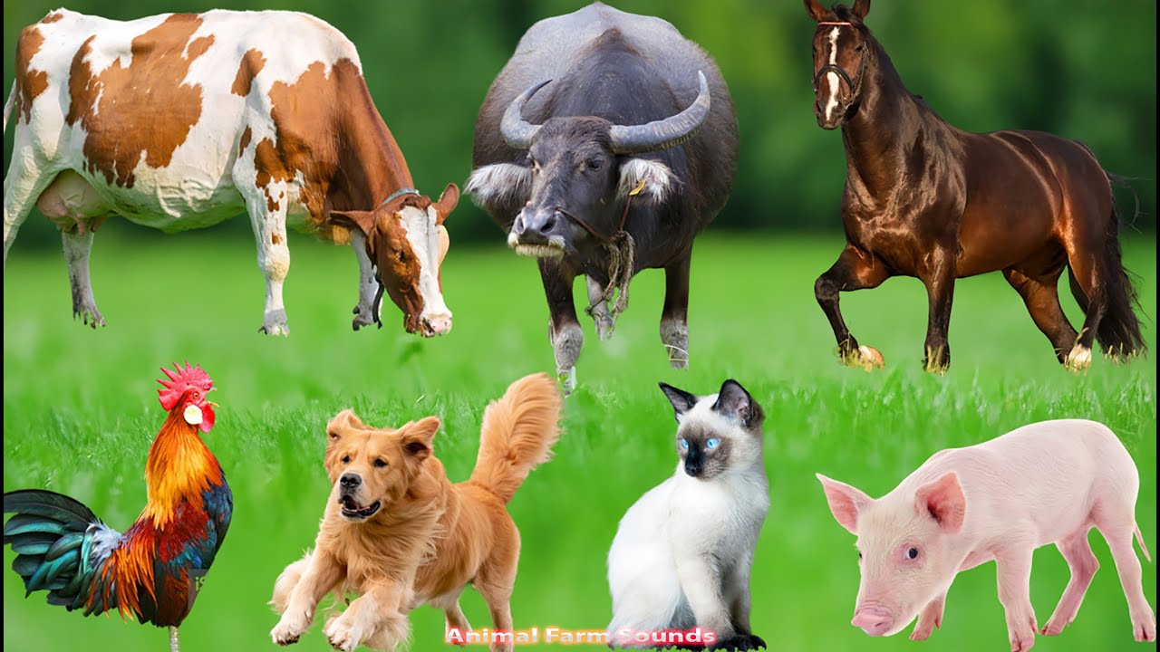 Adorable Farm Animals: Buffalo, Rabbit, Sheep, Kitten, Pig, Chicken, Cow, Dog – Animal Videos