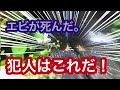 【レッドビーシュリンプ】ポツポツ死の犯人はこれだ！