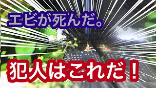 【レッドビーシュリンプ】ポツポツ死の犯人はこれだ！