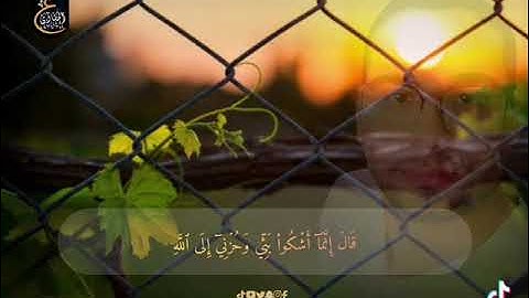 الشيخ عمار المكاوى جواب من سورة يوسف