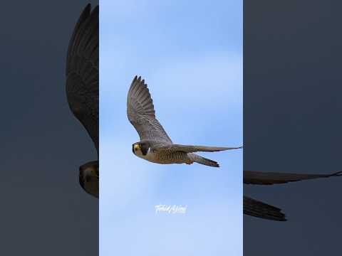Majestic Peregrine Falcon in flight #falcon #peregrinefalcon #birdsofyoutube #shorts #shortvideo