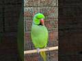 Mummy Mitthu #shortsfeed #viralshorts #talkingparot #youtubeshorts #parrot #nonstoptalkingparrot