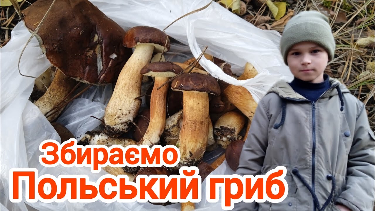 Збираємо Польський гриб. 