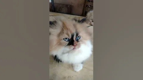 Video 541361: calico persian kitten, quality persian kittens, haired persian, semi punch kitten