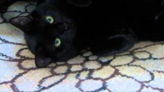 My Black Cat Meowing Nonstop, especially to sneezing