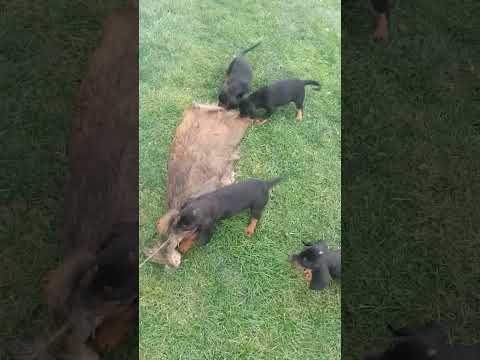 Szkolenie dzikarza, gończy polski 7 tygodni. Suki IRA i GAJA Cnotliwy Nos X BRUNO NN