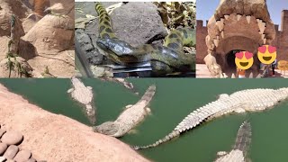 crocoparc Agadir جولة معي في حديقة التماسيح الجزء الثاني ڤيديو رائع والعديد من المفاجئات 