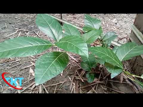 CIRI CIRI POHON AWAR AWAR DI ALAM LIAR || BAHAN OKULASI